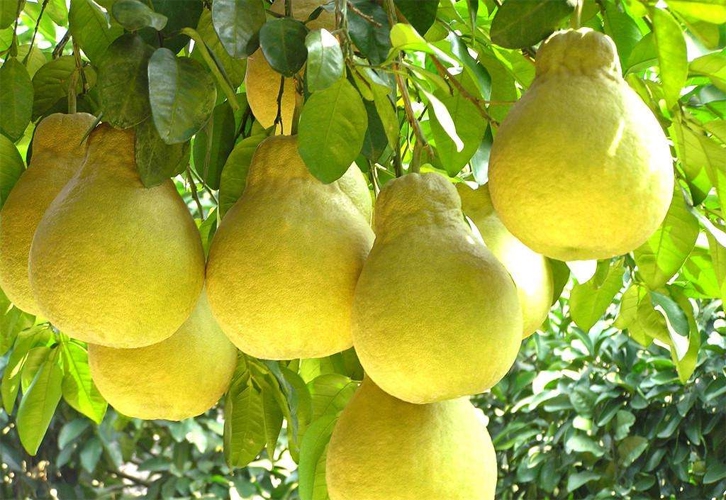 四川原森態(tài)農(nóng)業(yè)開發(fā)有限公司簡(jiǎn)介